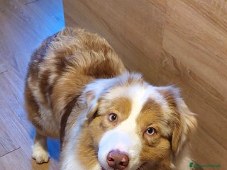 Australian Shepherd cani Cucciole di pastore australiano con pedigree ENCI - Annuncio 2