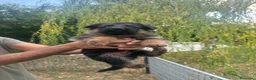 Pastore Tedesco cani in vendita: Cuccioli di Pastore Tedesco - Annuncio 9
