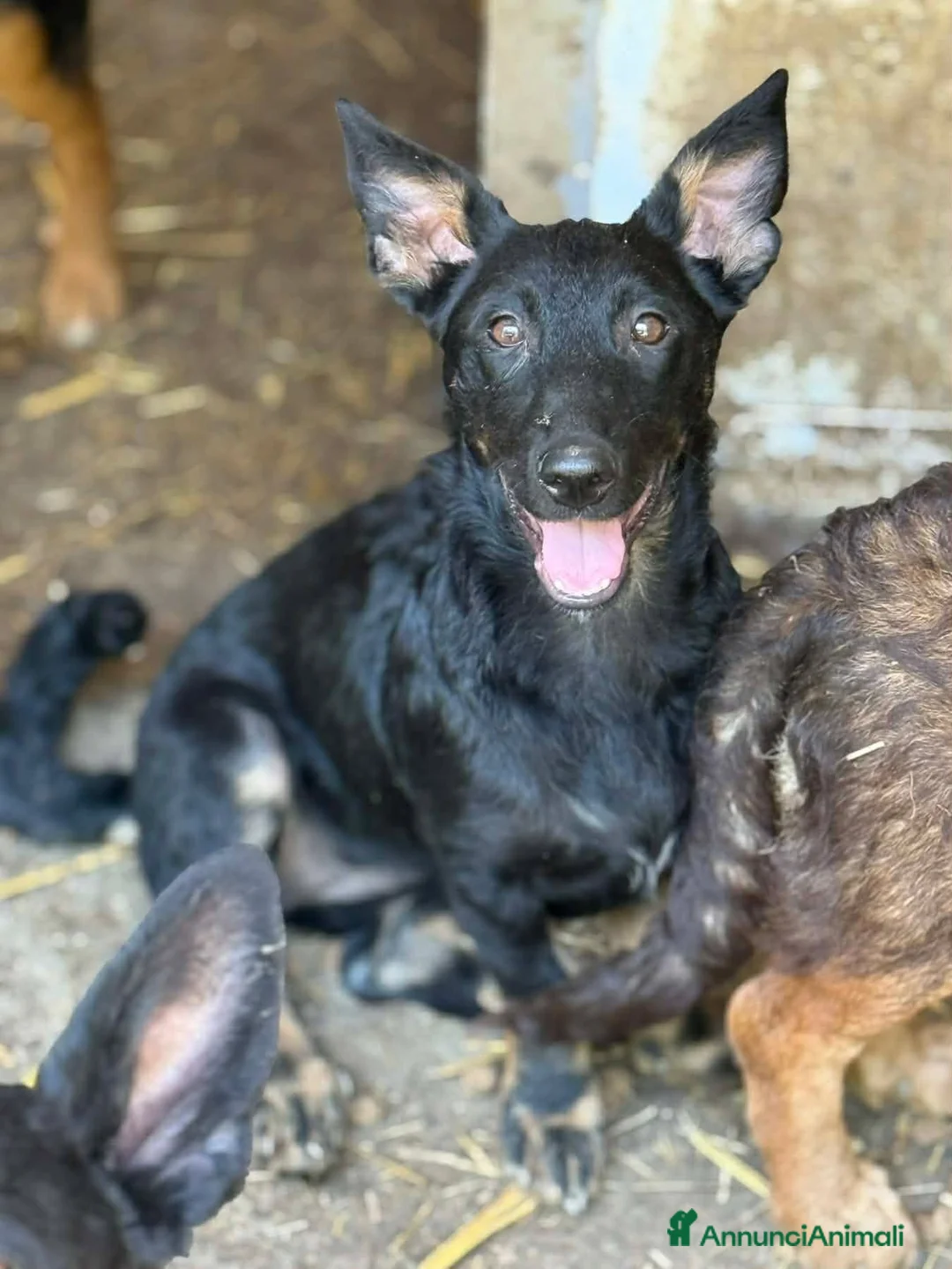Meticcio cani in regalo: EMA, la cucciola più dolce (e nanetta) di tutti! - Annuncio 6
