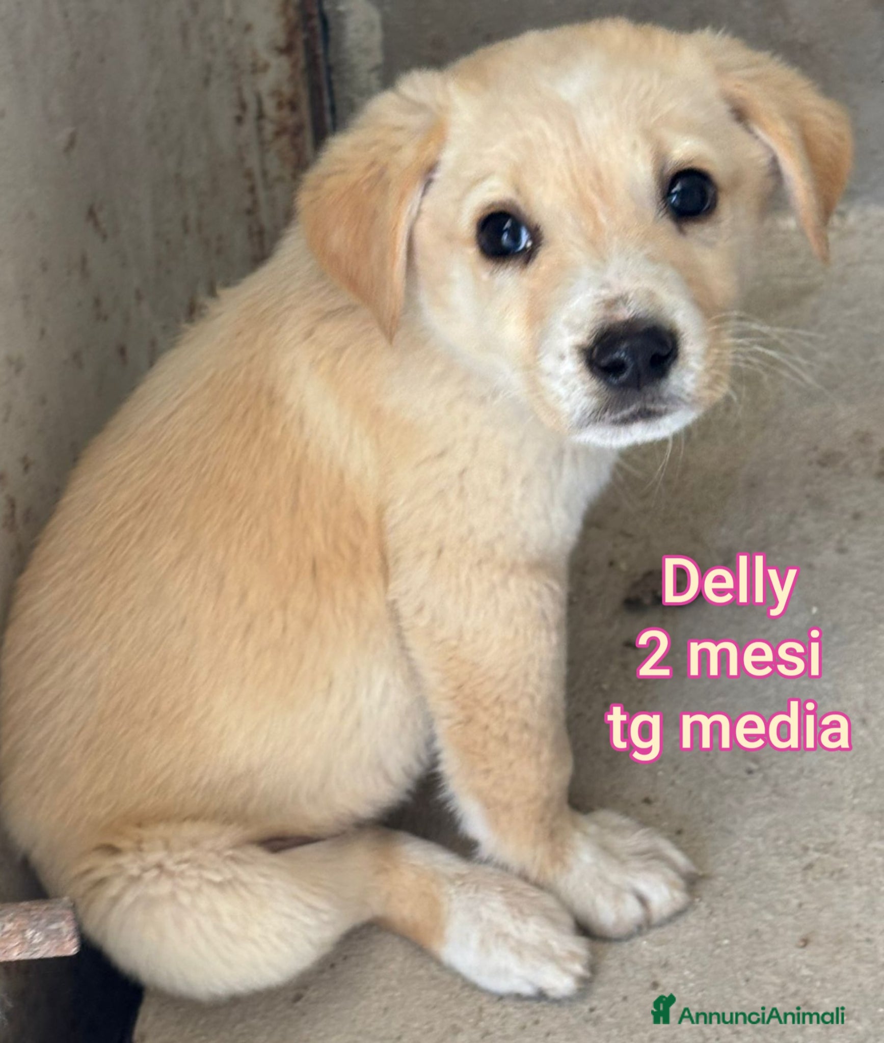 Meticcio cani CUCCIOLI BISOGNOSI IN CERCA D'AMORE  - Annuncio 13