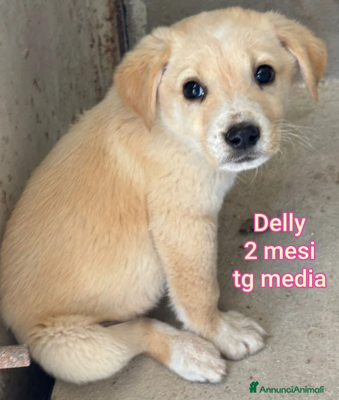 Meticcio cani in regalo: CUCCIOLI BISOGNOSI IN CERCA D'AMORE  a Provincia di Prato - Annuncio 1
