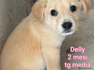 Meticcio cani CUCCIOLI BISOGNOSI IN CERCA D'AMORE - Annuncio 13