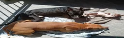 Altre razze cani in vendita: American Pitbull terrier Standart UKC  a Provincia di Bergamo - Annuncio 1