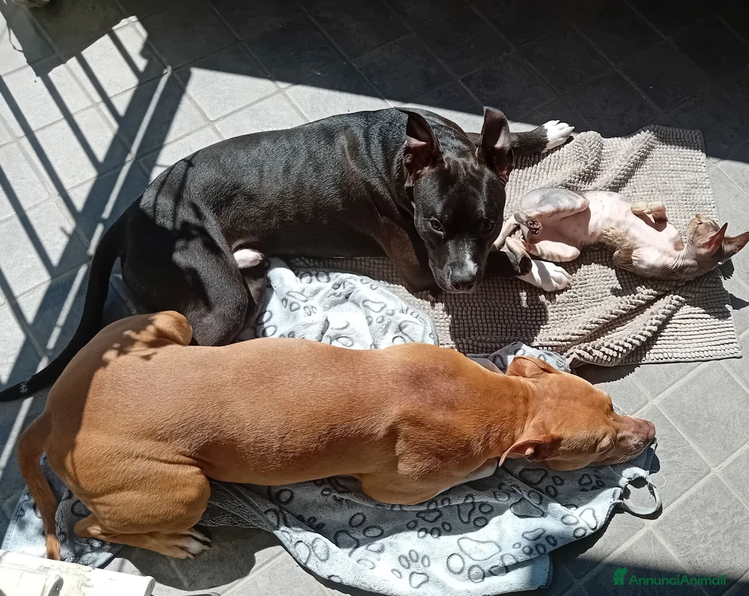 Altre razze cani in vendita: American Pitbull terrier Standart UKC  a Provincia di Bergamo - Annuncio 1