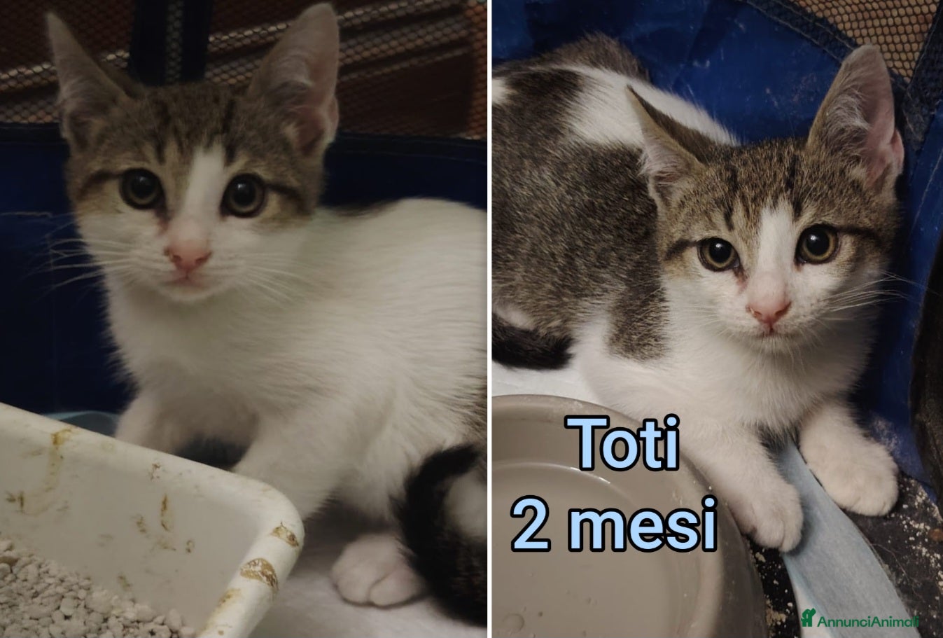 Meticcio gatti in regalo: TANTI MICINI SOLI! a Provincia di Vicenza - Annuncio 2
