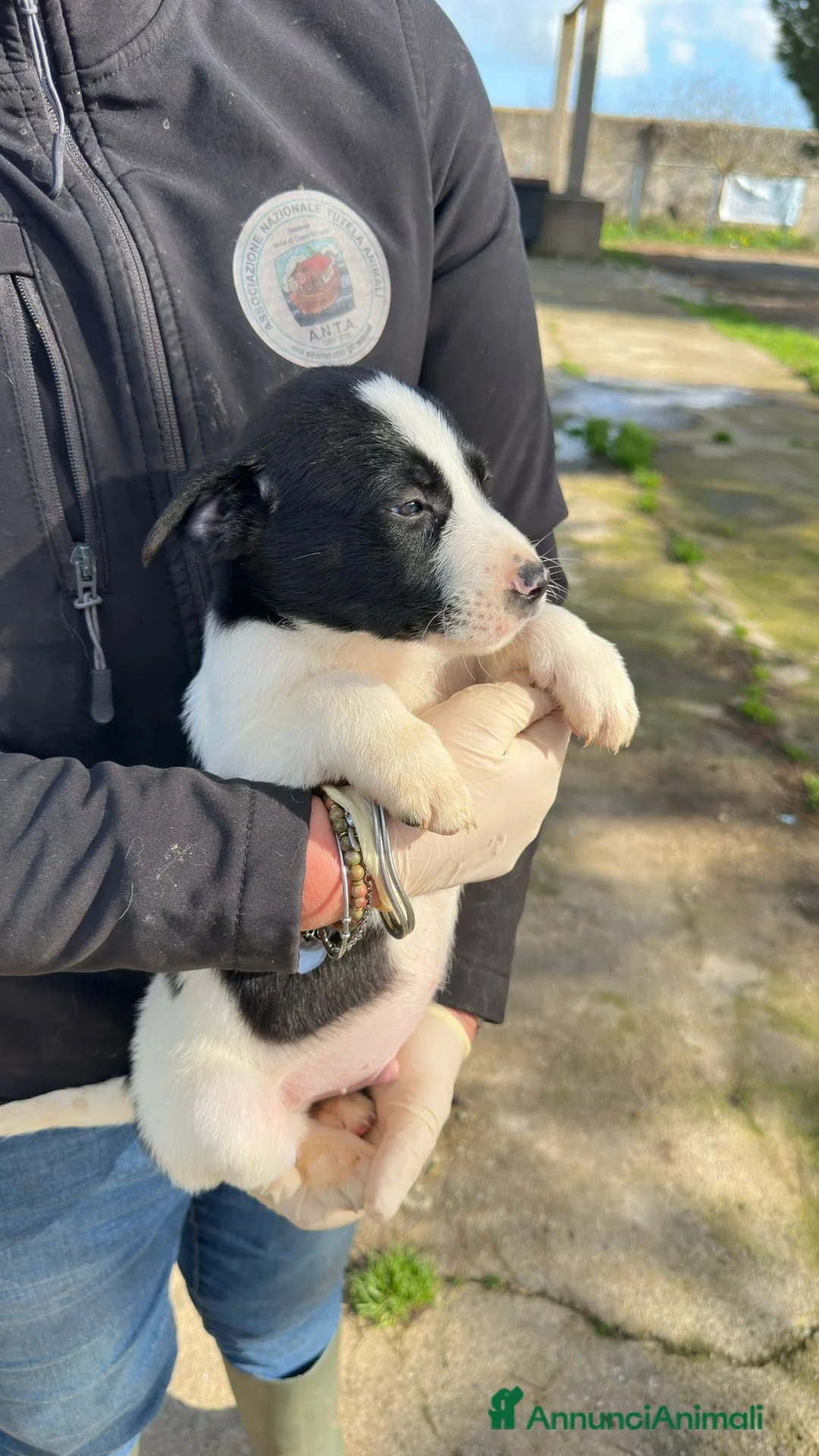 Meticcio cani in regalo: SESAMO 💙 - cucciolo dolce cerca adozione 😍🙏🏻 - Annuncio 2
