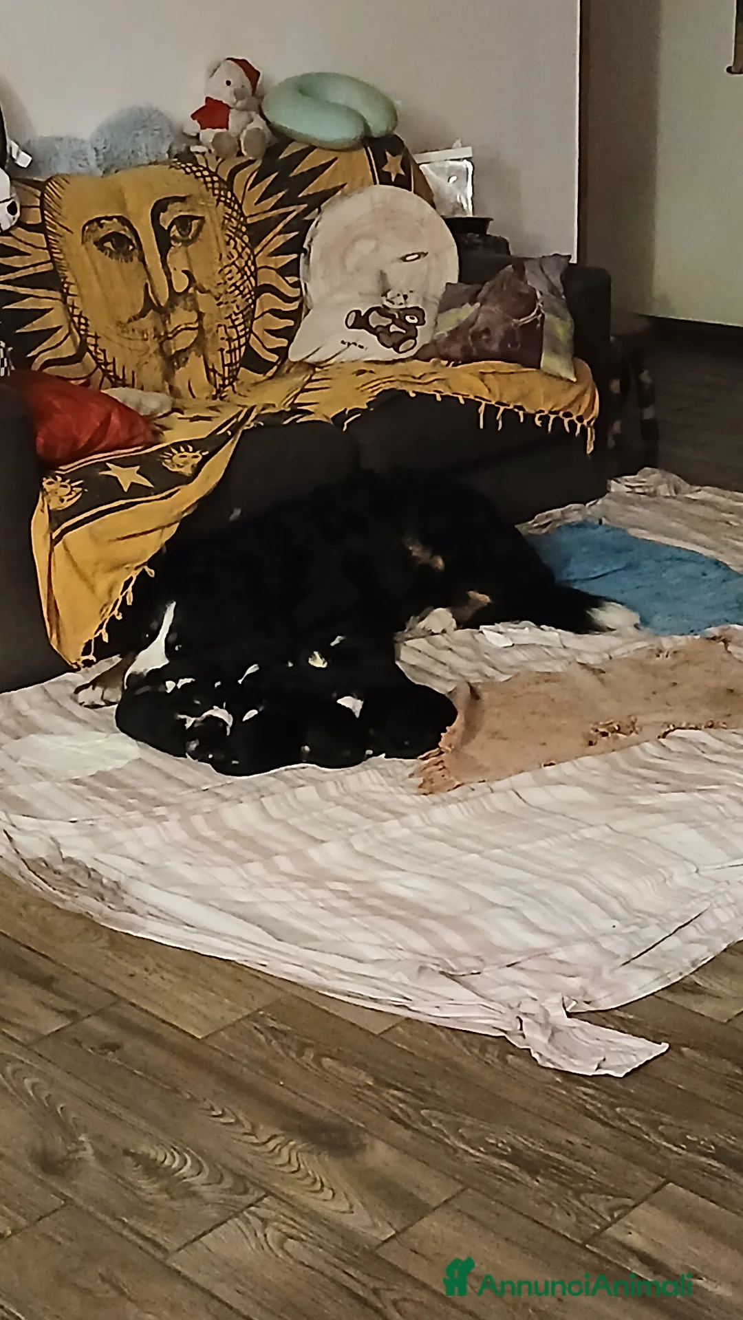 Bovaro del Bernese cani in vendita: Bovari del bernese a Città Metropolitana di Napoli - Annuncio 2