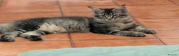 Maine Coon gatti in vendita: Maine Coon - Annuncio 6