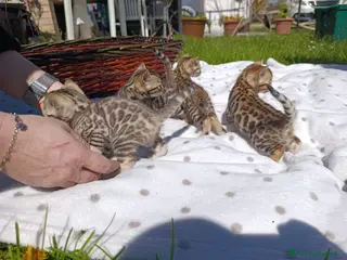Bengala gatti Bengala cuccioli - Annuncio 18