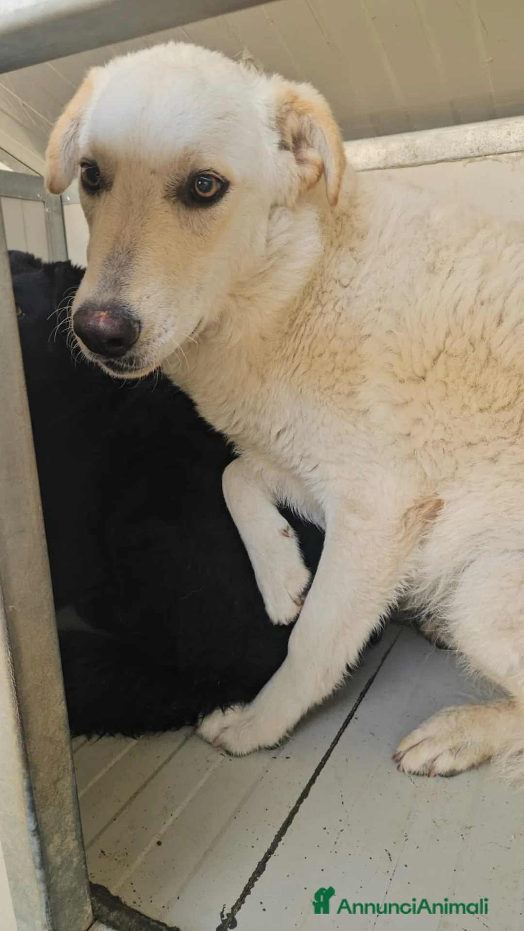 Meticcio cani in regalo: Micky: 1 anno, socievole ed equilibrata  - Annuncio 1