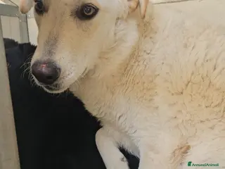 Meticcio cani Micky: 1 anno, socievole ed equilibrata - Annuncio 4