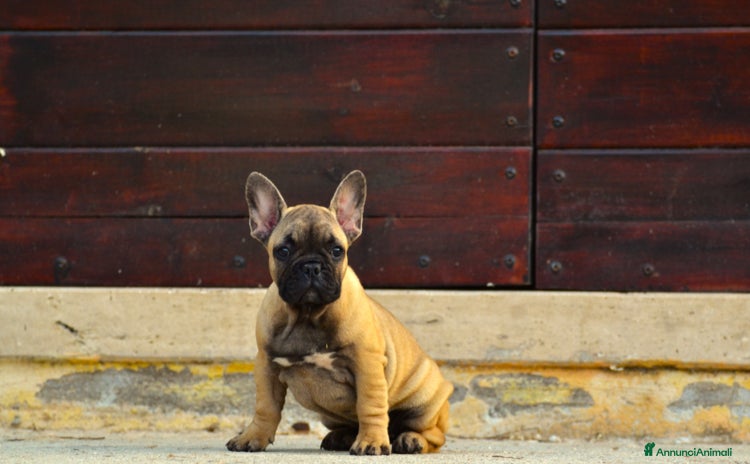 Bulldog Francese cani a Provincia di Rieti - Annuncio 2
