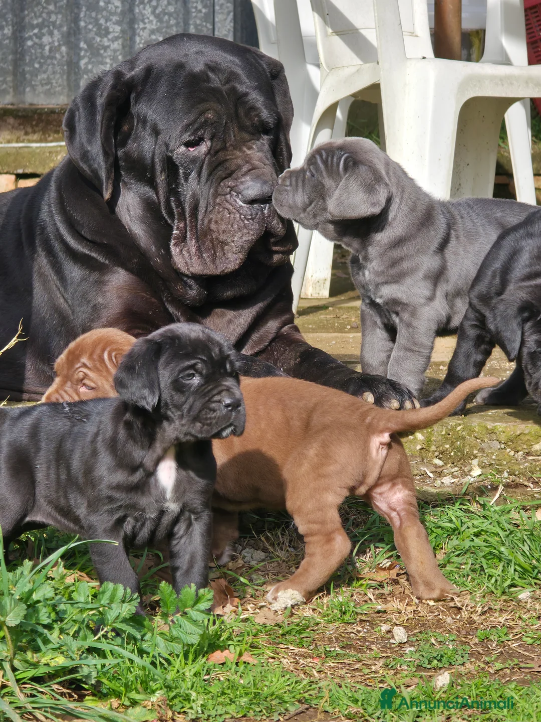 Mastino Napoletano cani in vendita: Cuccioli di Mastino Napoletano - Annuncio 11