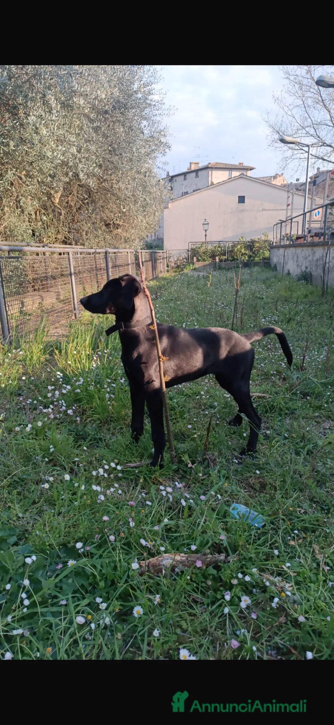 Meticcio cani in regalo: Regaliamo meticcio di 5 mesi a Provincia di Siena - Annuncio 1