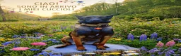 Pastore Belga cani in vendita: Pastore belga malinois  - Annuncio 2