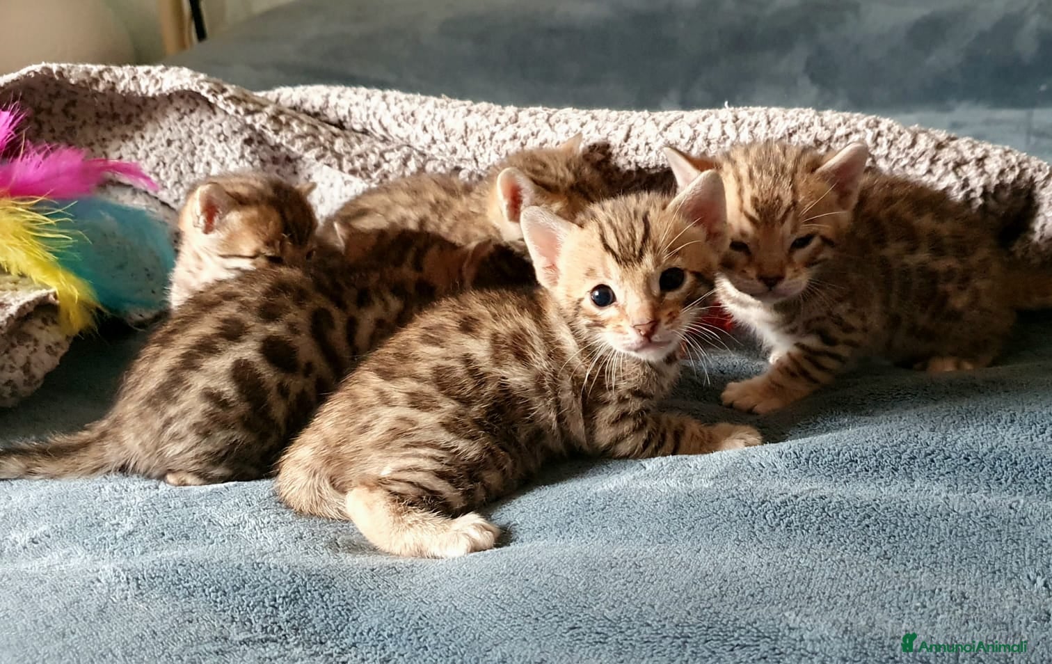 Bengala gatti Meravigliosi cuccioli di bengala  - Annuncio 17