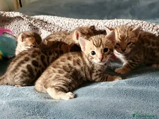 Bengala gatti Meravigliosi cuccioli di bengala - Annuncio 17