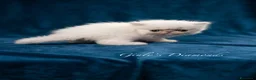 Persiano gatti in vendita: Gatti Persiani e Exotic Shorthair  - Annuncio 2