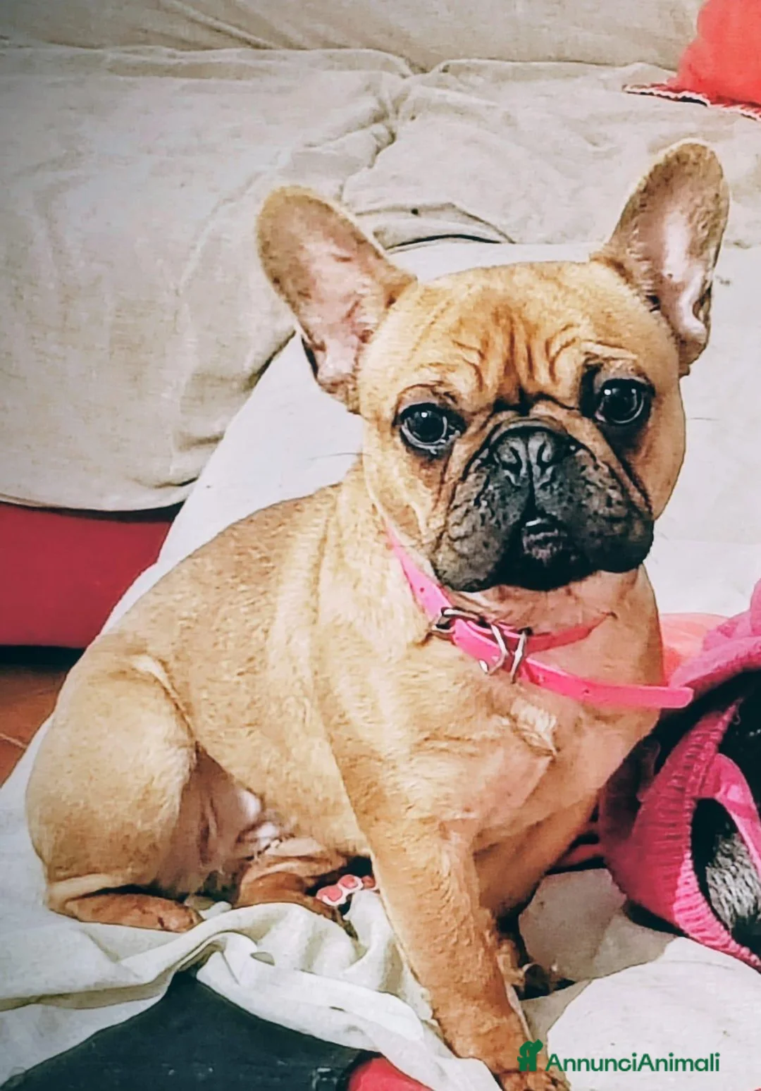 Bulldog Francese cani in vendita: Cuccioli di bulldog francese  - Annuncio 8