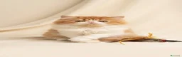 Persiano gatti in vendita: Cuccioli di Gatto Persiano e Exotic  - Annuncio 3