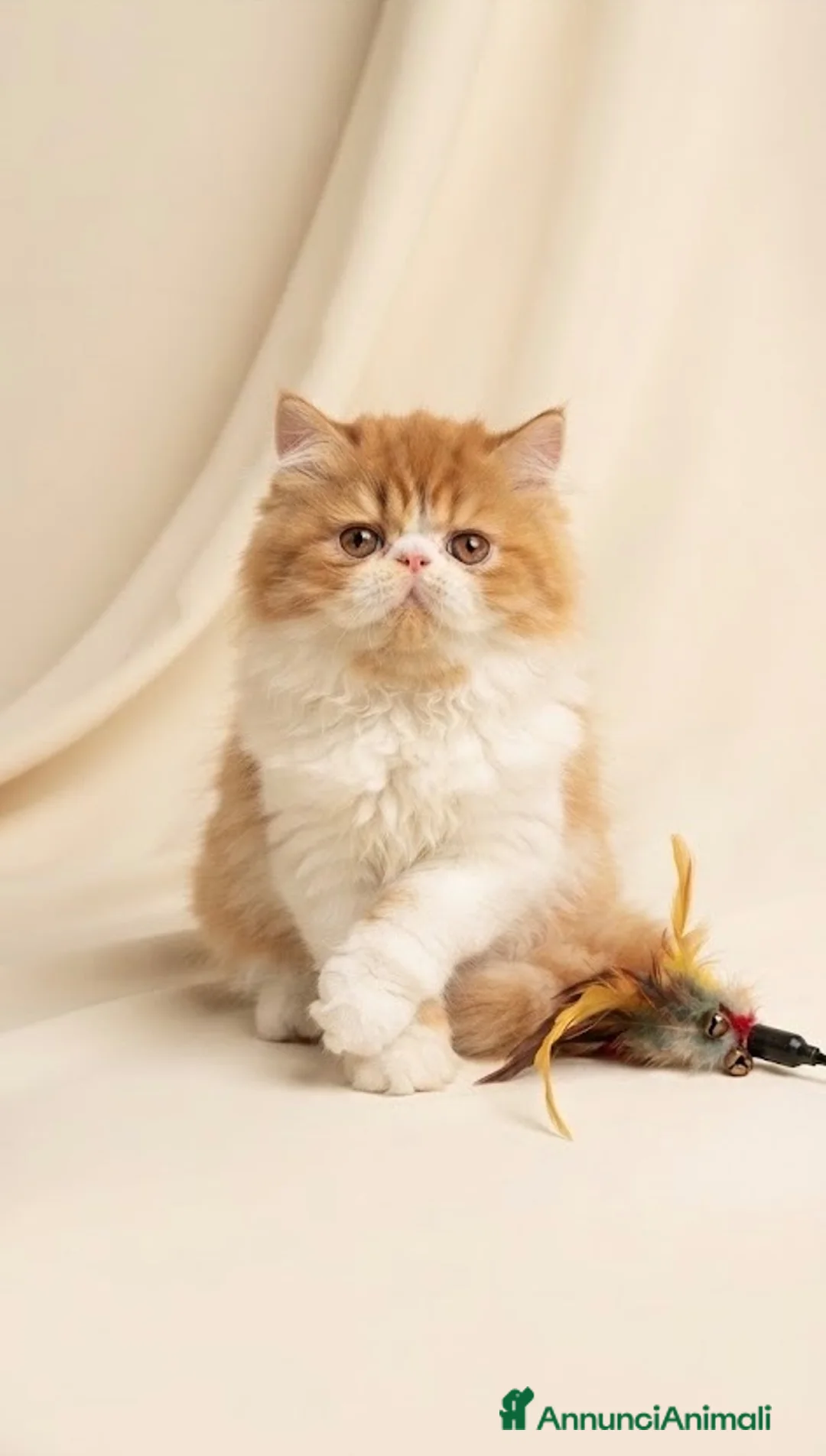 Persiano gatti in vendita: Cuccioli di Gatto Persiano e Exotic  - Annuncio 3