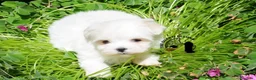 Maltese cani in vendita: Maltese Disponibile trequartidiluna - Annuncio 1