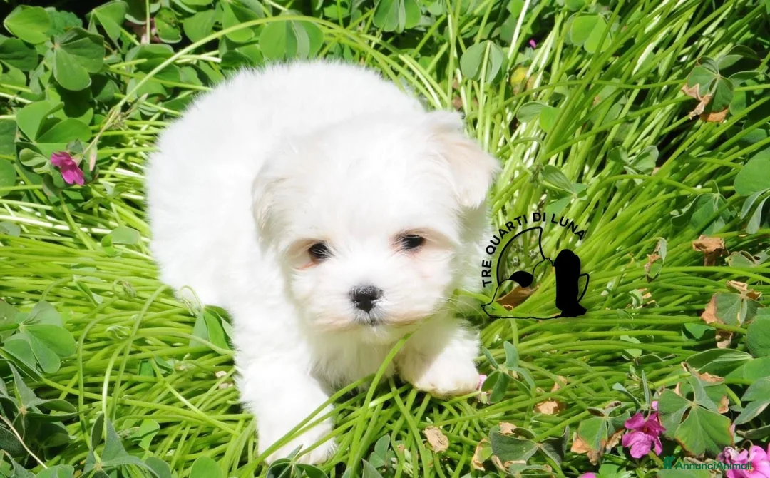 Maltese cani in vendita: Maltese Disponibile trequartidiluna - Annuncio 1
