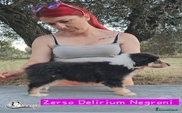 Collie cani in vendita: Collie pastore scozzese  a Provincia di Viterbo - Immagine 7