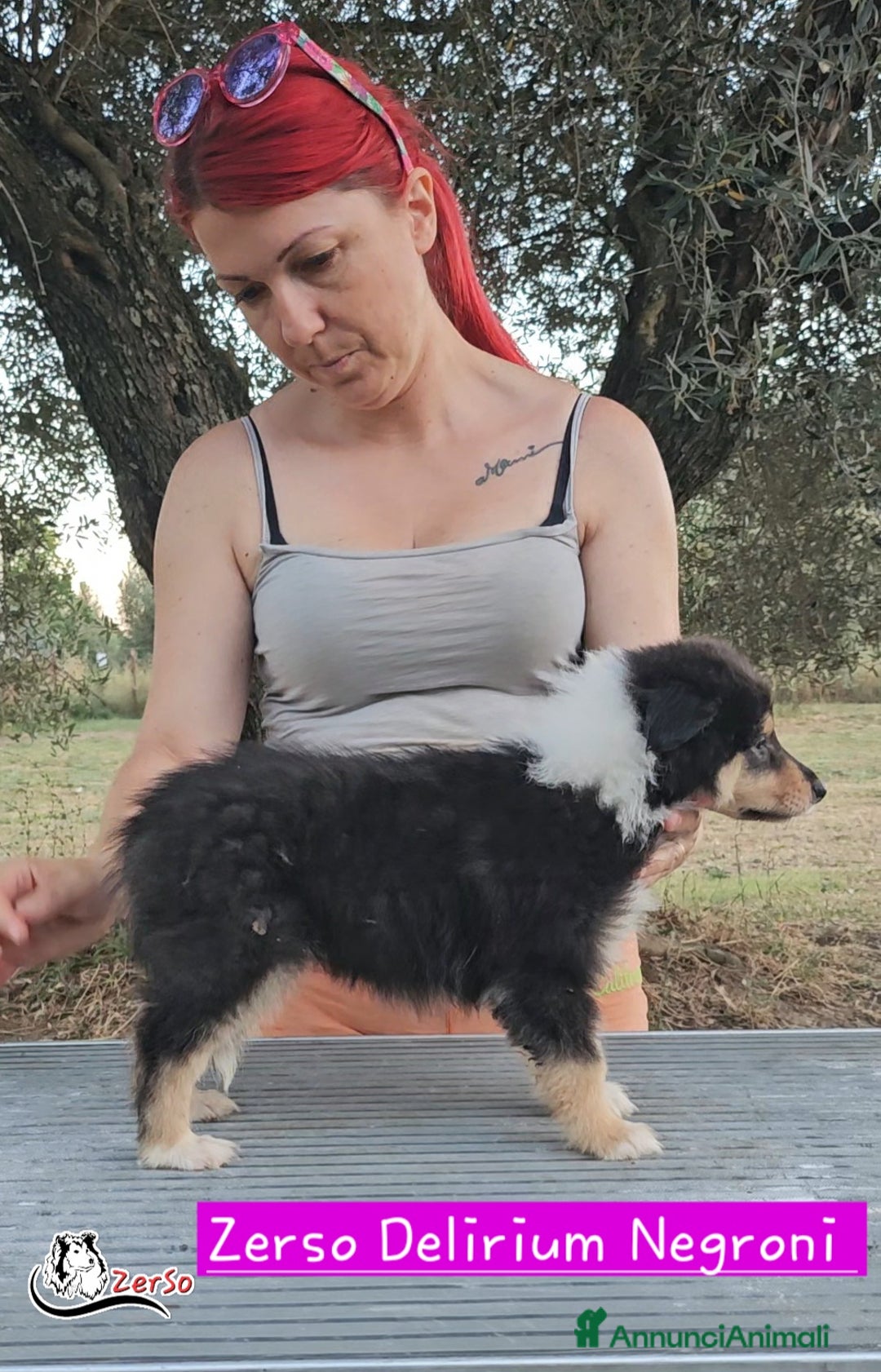 Collie cani in vendita: Collie pastore scozzese  a Provincia di Viterbo - Immagine 7