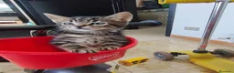Meticcio gatti in regalo: Ultimo gattino a Provincia di Fermo - Annuncio 3