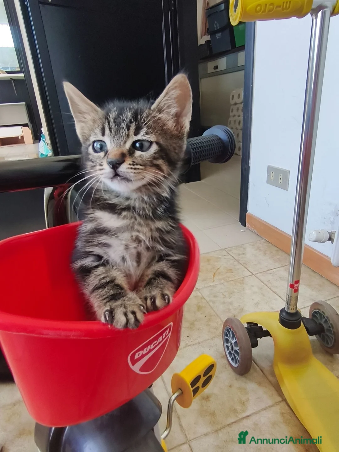 Meticcio gatti in regalo: Ultimo gattino a Provincia di Fermo - Annuncio 3