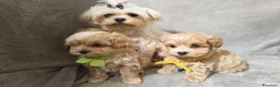 Maltipoo cani in vendita: Cuccioli di Maltipoo toy a Provincia di Como - Annuncio 14