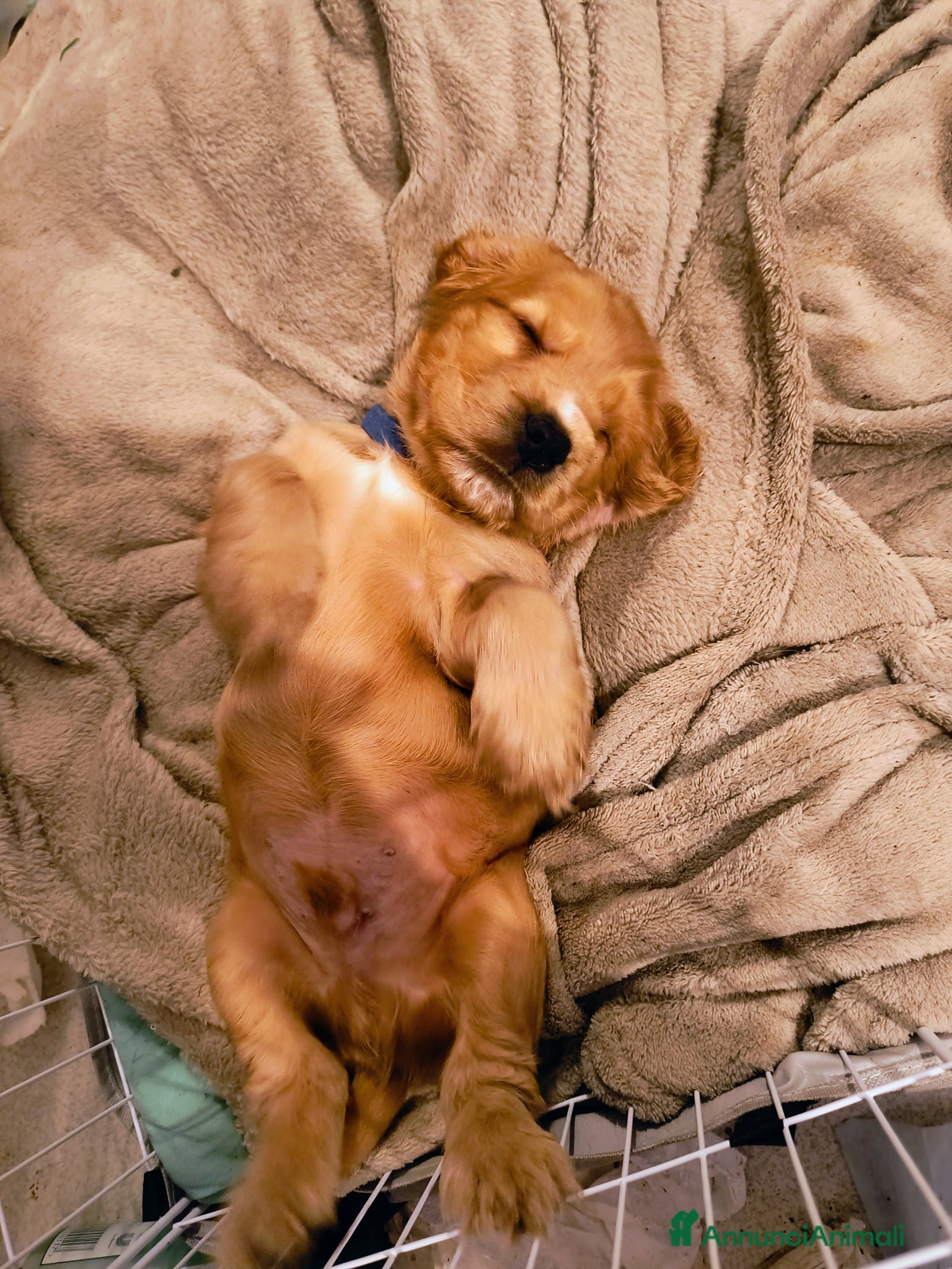 Cocker Cucciolo 2