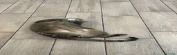 Meticcio gatti in regalo: Dolcissimi maschietti - Annuncio 6