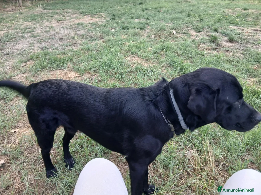Labrador cani per accoppiamento: Accoppiamoci - Annuncio 1