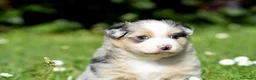 Australian Shepherd cani in vendita: AUSTRALIAN SHEPHERD a Provincia di Padova - Annuncio 18