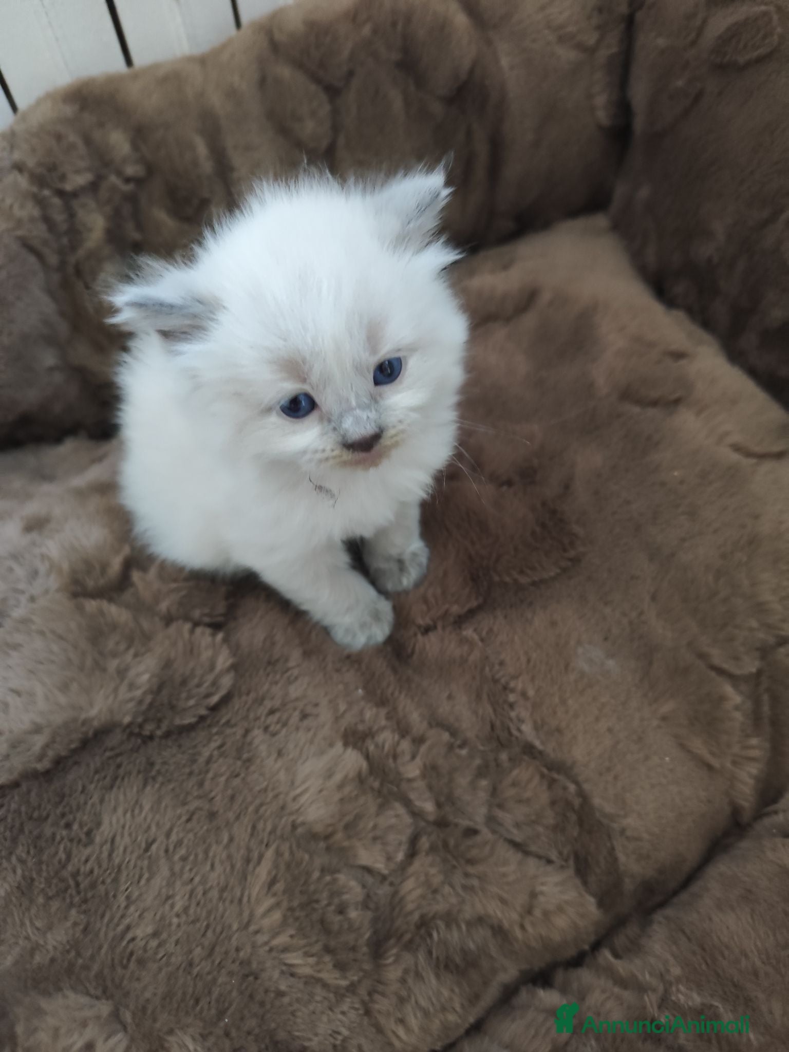 Ragdoll gatti Ragdoll  - Annuncio 1