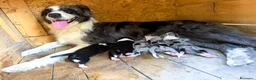Border Collie cani in vendita: cuccioli border collie blue merle  - Annuncio 23