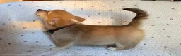 Corgi Pembroke cani in vendita: Cuccioli di Pembroke Welsh Corgi a Città Metropolitana di Firenze - Annuncio 13