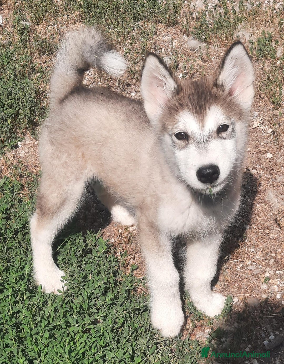 Alaskan Malamute cani in vendita: Alaskan Malamute cuccioli  a Città Metropolitana di Bologna - Annuncio 4