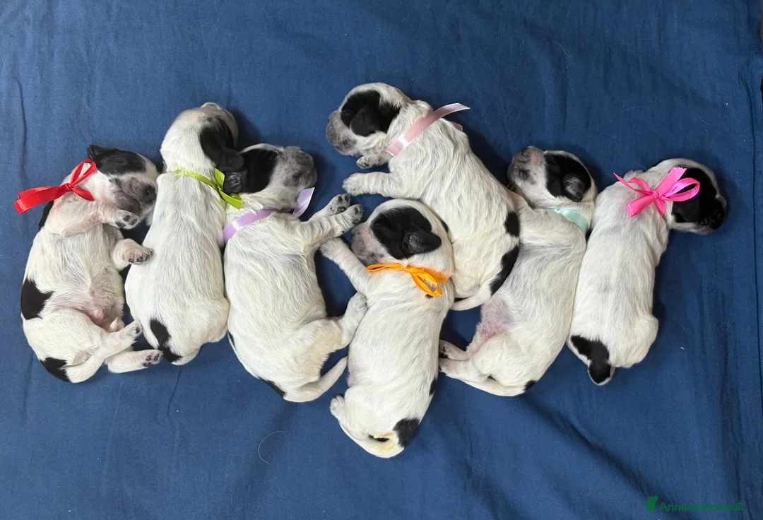 Immagine della galleria {{count}}