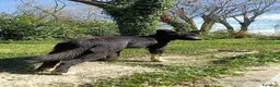Border Collie cani in vendita: Joke Cerca la sua guida - Annuncio 2