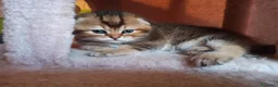 Scottish gatti in vendita: Scottish disponibili  a Provincia di Reggio Emilia - Annuncio 4