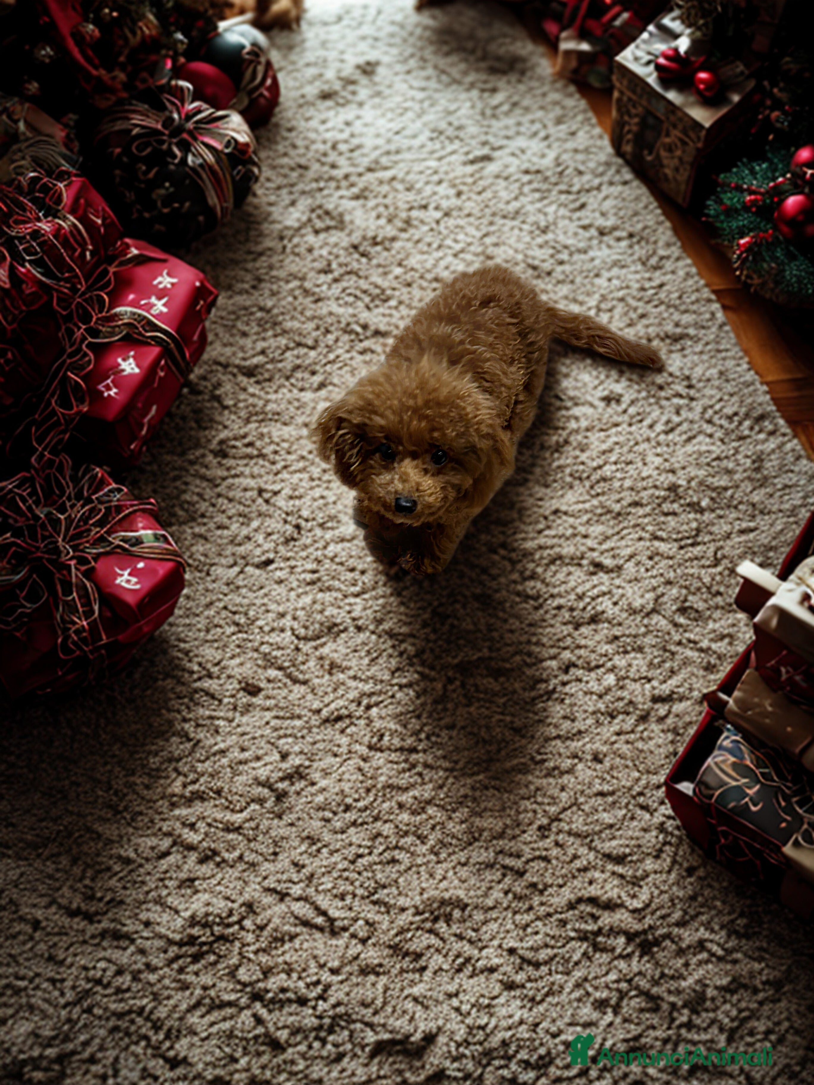 Barboncino Toy cani Femmine barboncino toy molto piccole - Annuncio 22