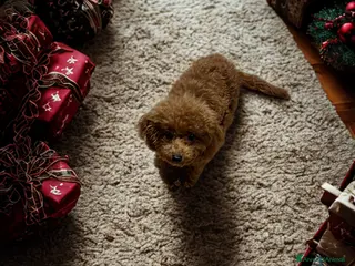 Barboncino Toy cani Femmine barboncino toy molto piccole - Annuncio 11