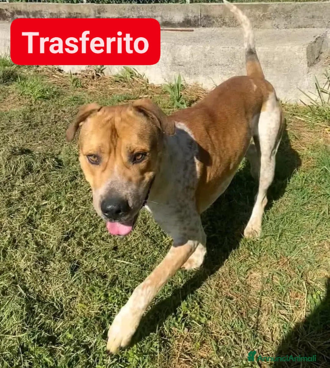 Meticcio cani in regalo: CASPER 4anni bravo, equilibrato!  - Annuncio 3