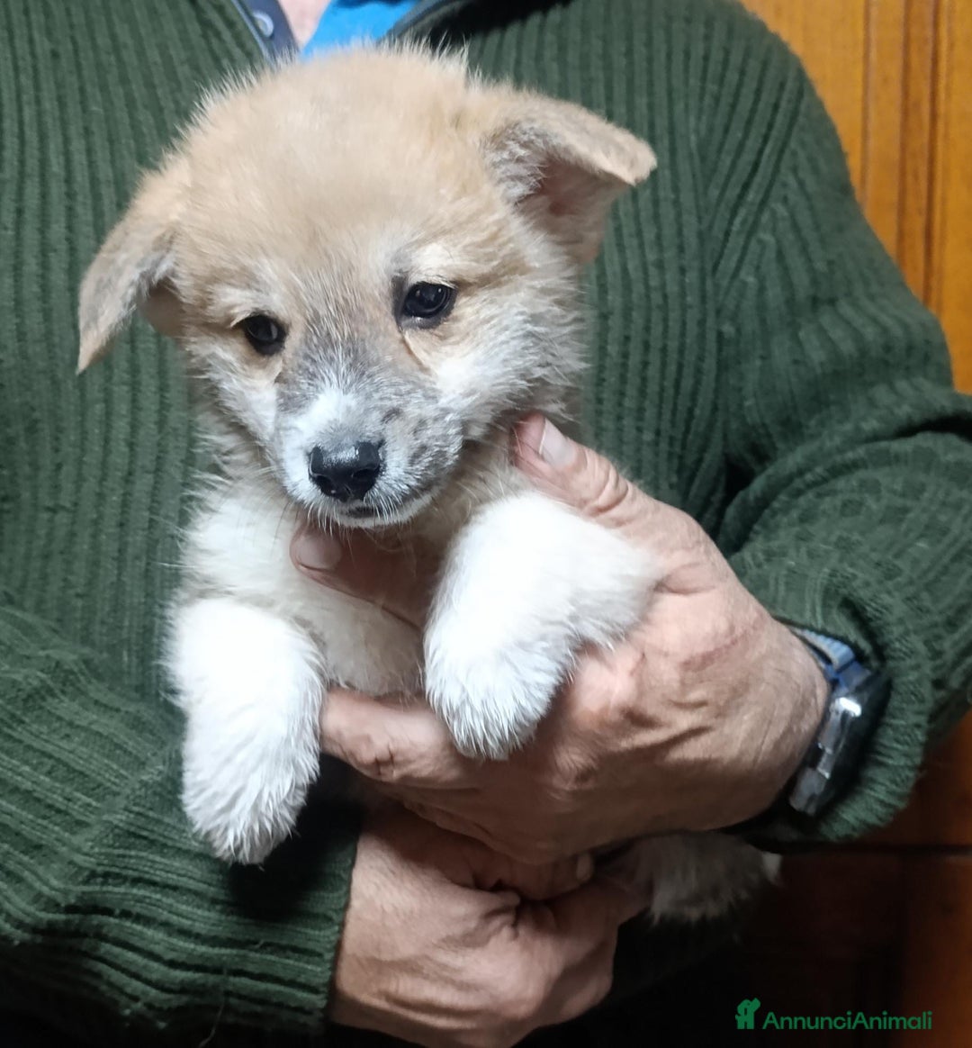 Corgi Pembroke cani in vendita: Welsh Corgi Péembroke a Province of Pavia - Annuncio 2