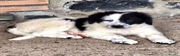 Meticcio cani in vendita: 🐶 Cucciolo maschio bianco con macchie nere - Annuncio 6