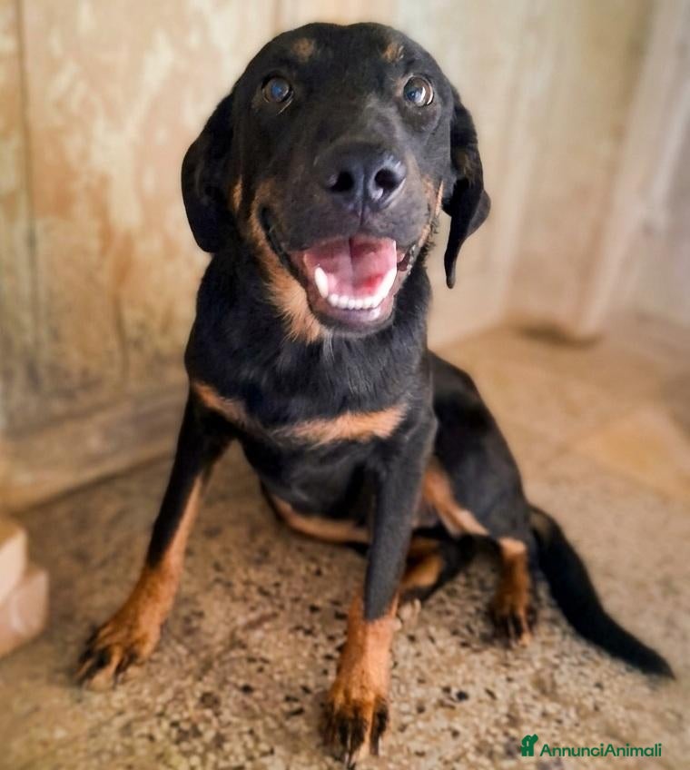 Meticcio cani Tom cucciolo 7 mesi dolcissimo e giocherellone - Annuncio 23