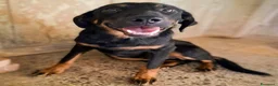 Meticcio cani in regalo: Tom cucciolo 7 mesi dolcissimo e giocherellone a Città metropolitana di Roma Capitale - Annuncio 1